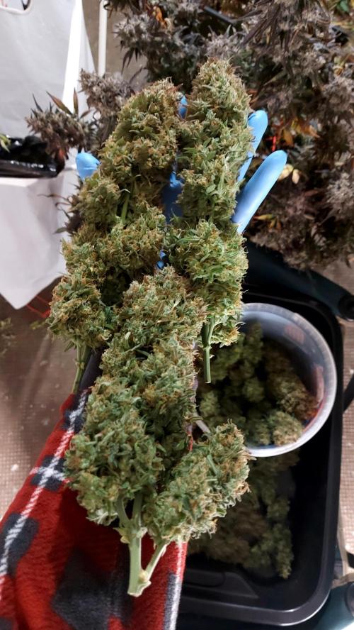 autoflower gorilla cookies fastbud. Week 7