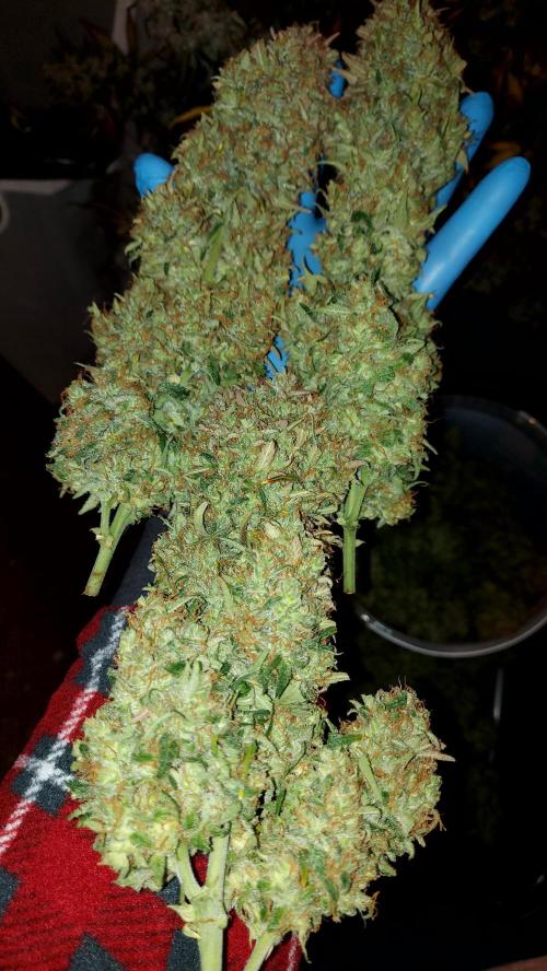 autoflower gorilla cookies fastbud. Week 7