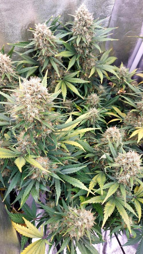 autoflower gorilla cookies fastbud. Week 7