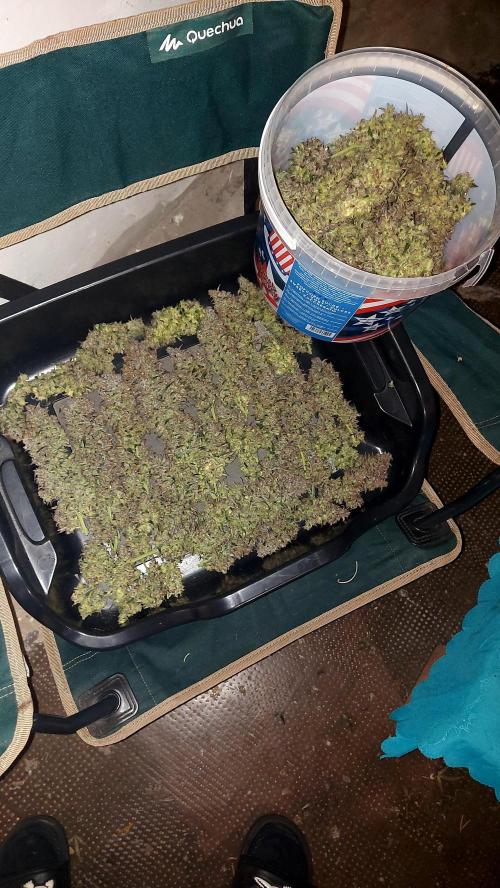 frost banger. Week 7 - bac grosses tête 