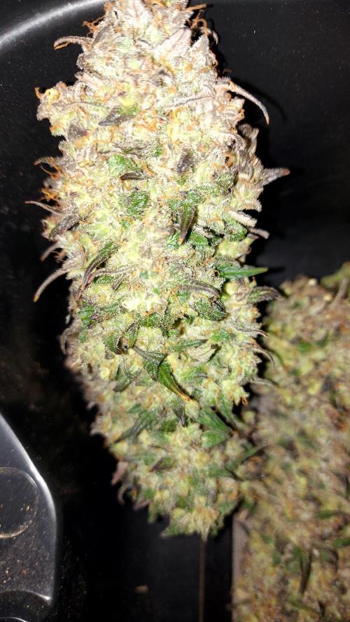 frost banger. Week 7