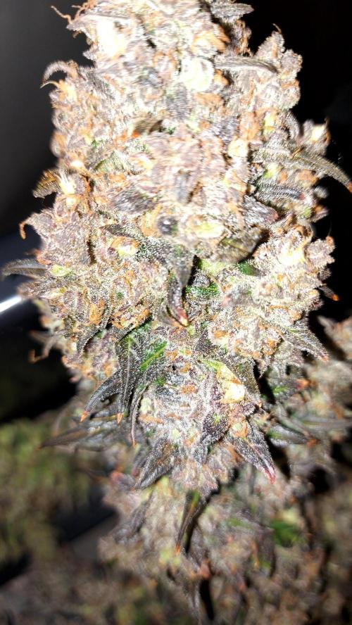 frost banger. Week 7