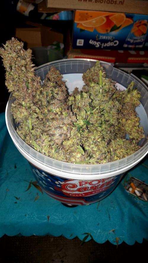 frost banger. Week 7