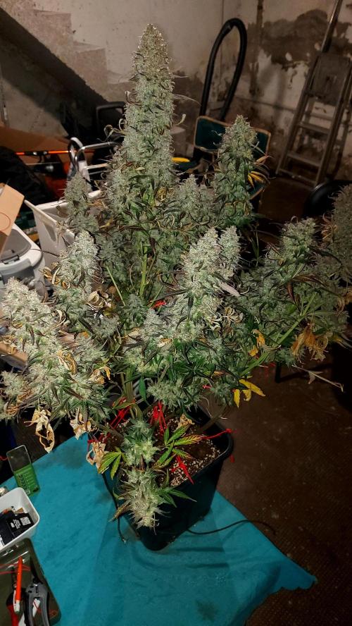 frost banger. Week 7