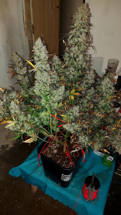 frost banger. Week 7