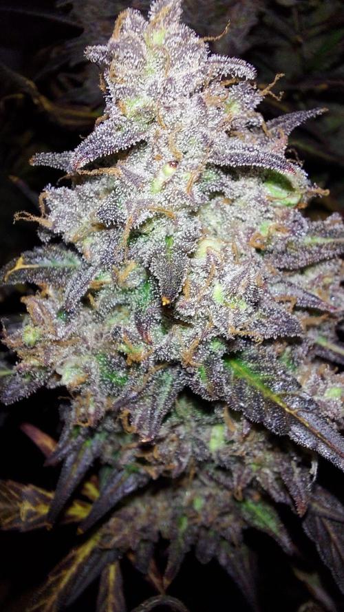 frost banger. Week 7