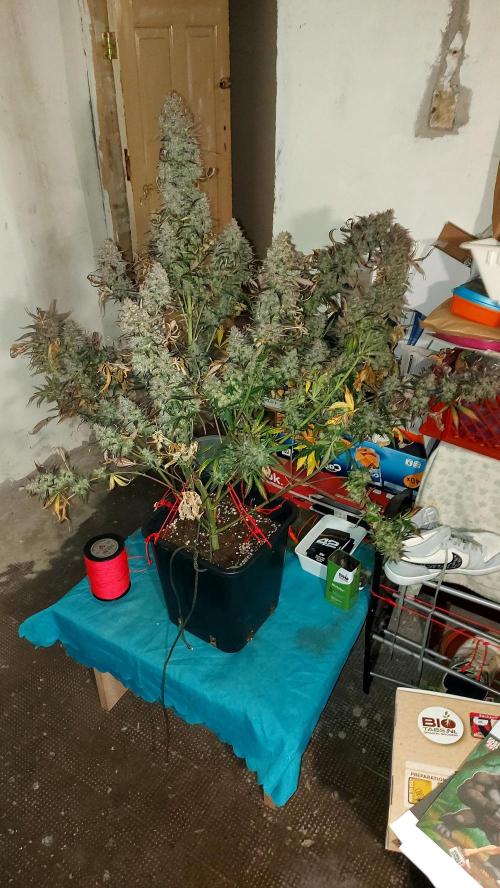 frost banger. Week 7