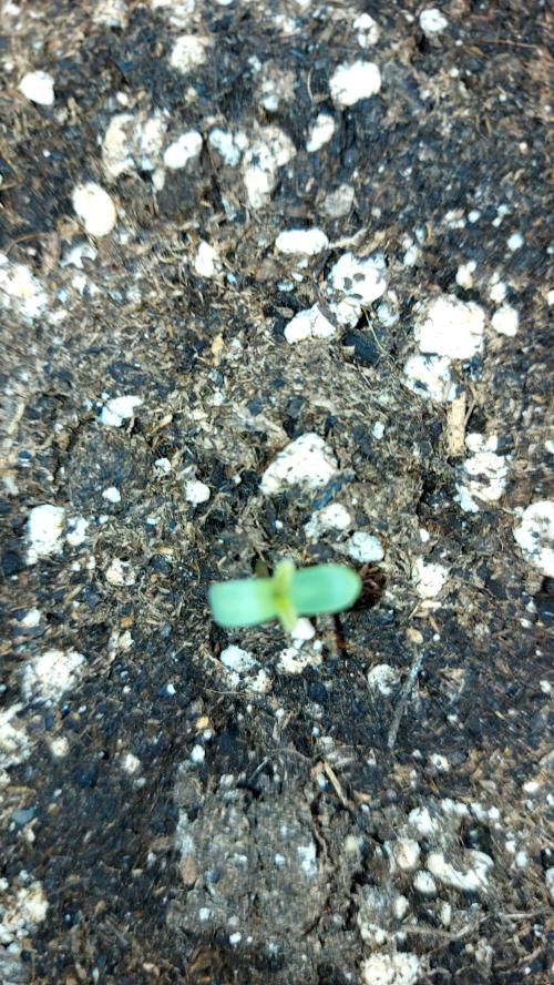 wham boom auto 1. Week 0 - sorti le 02/02 