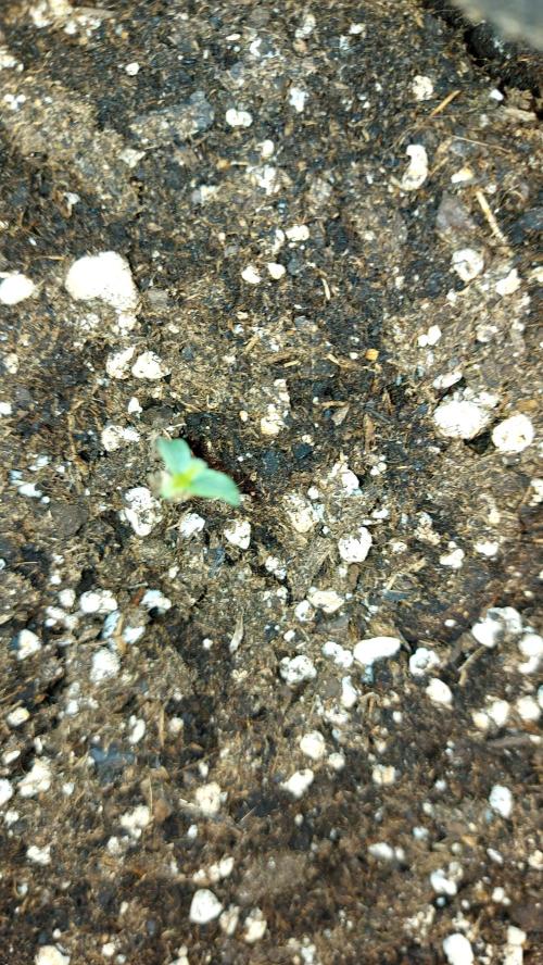 WHAM BOOM 2 AUTOFLORAISON. Week 0