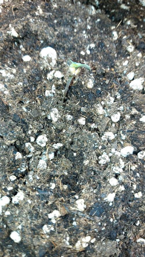 WHAM BOOM 2 AUTOFLORAISON. Week 0