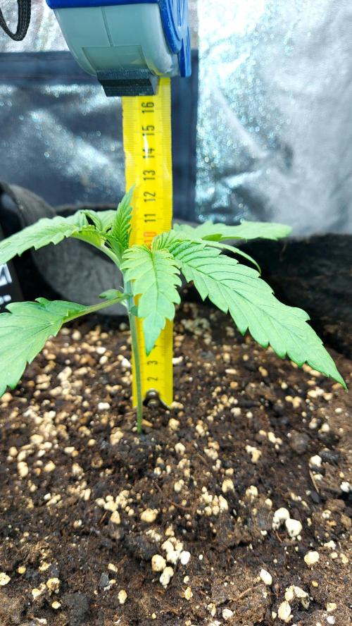 RF3 CHERY COLA. Week 2 - plante 1
 04/02 