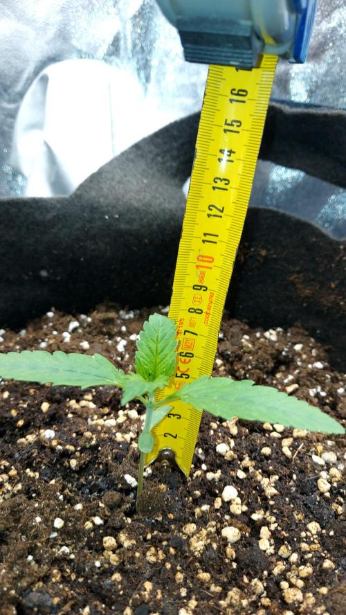 RF3 CHERY COLA. Week 2 - plante 2 
04/02