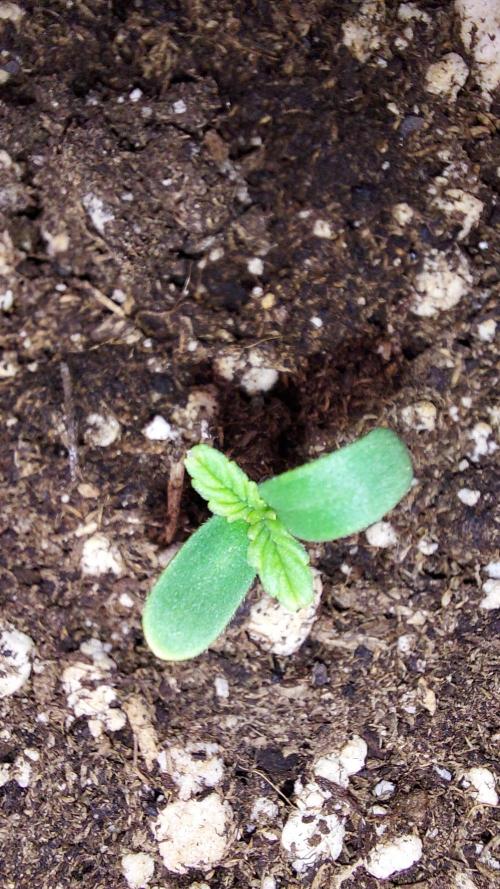 wham boom auto 1. Week 0 - 04/02