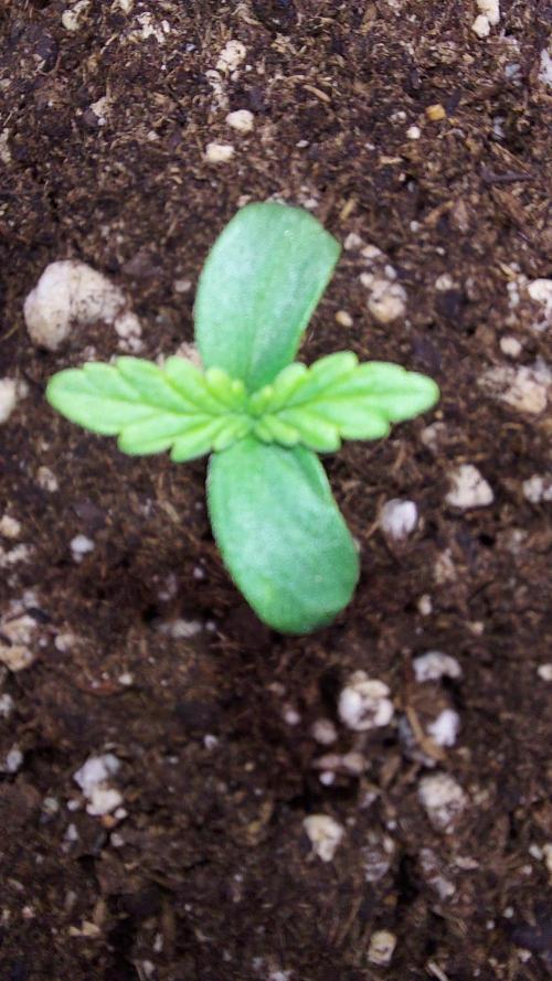 WHAM BOOM 2 AUTOFLORAISON. Week 0 - 04/02