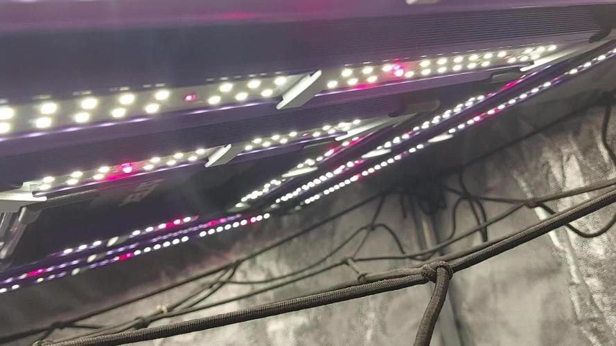 WHAM BOOM 2 AUTOFLORAISON