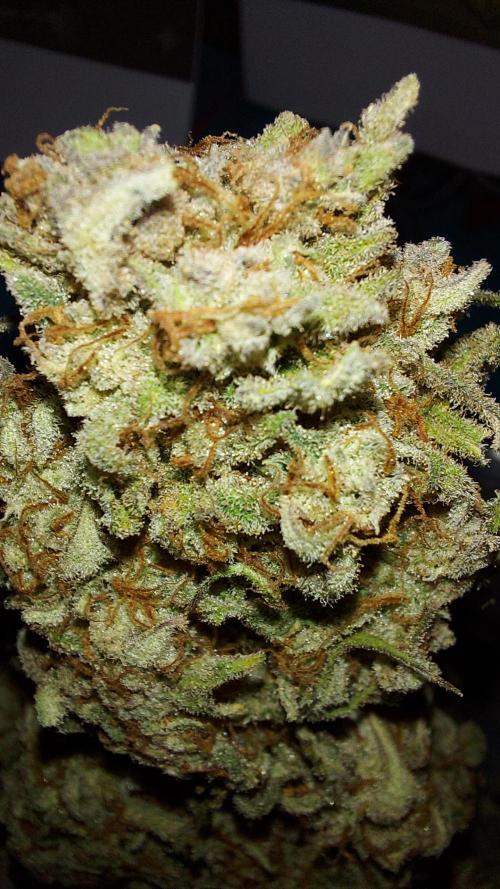 autoflower gorilla cookies fastbud. Week 5