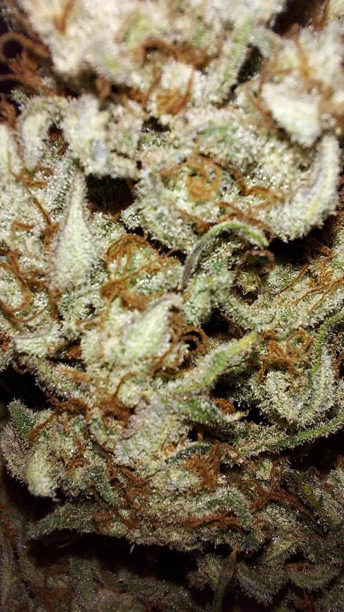 autoflower gorilla cookies fastbud. Week 5