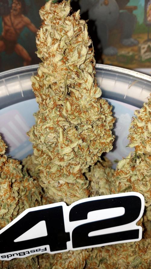 autoflower gorilla cookies fastbud. Week 5