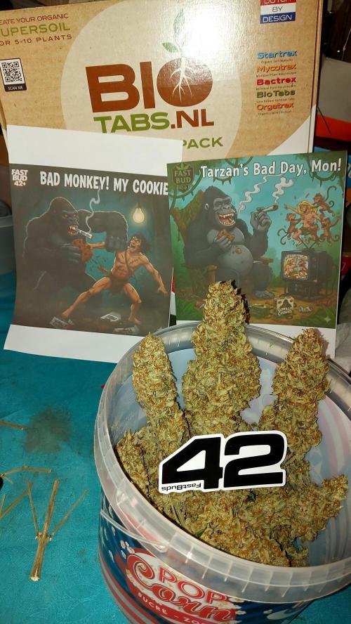 autoflower gorilla cookies fastbud. Week 5
