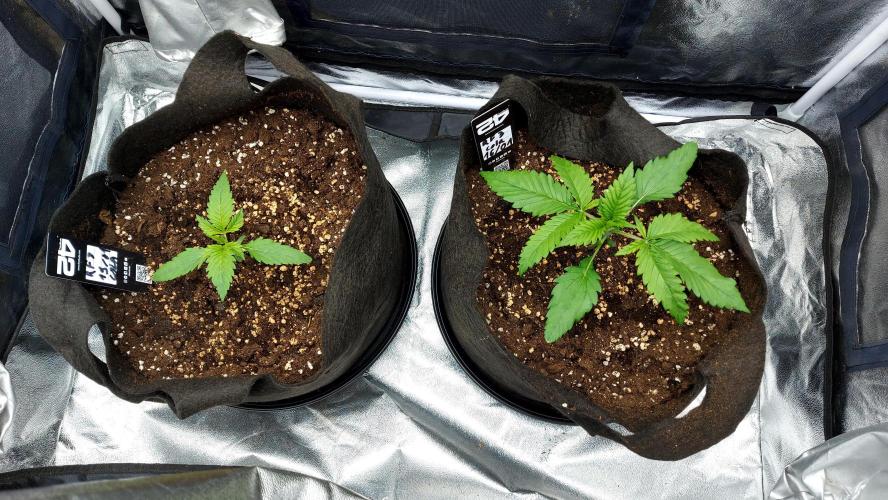 RF3 CHERY COLA. Week 3 - 1+2