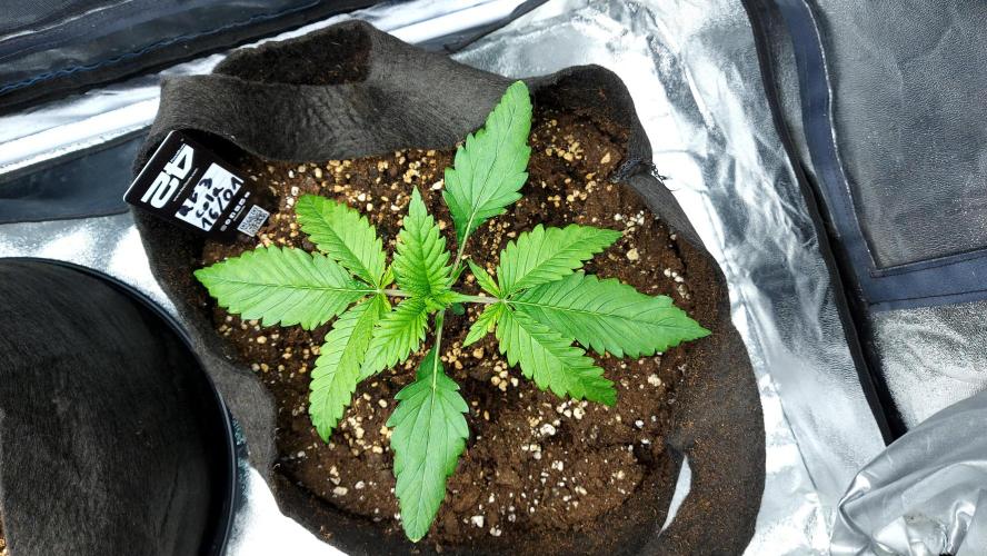 RF3 CHERY COLA. Week 3 - plante 1