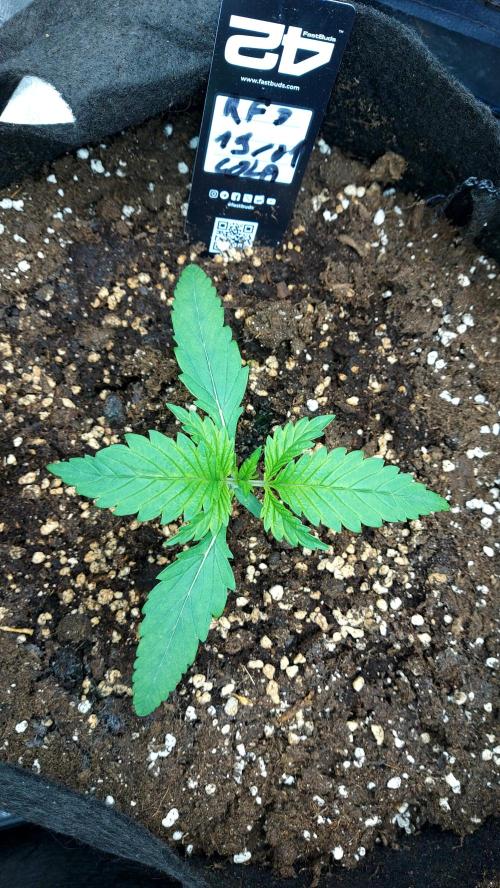 RF3 CHERY COLA. Week 3 - plante 2