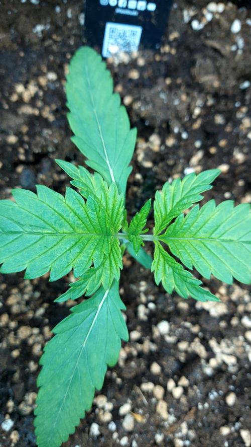 RF3 CHERY COLA. Week 3 - plante 2