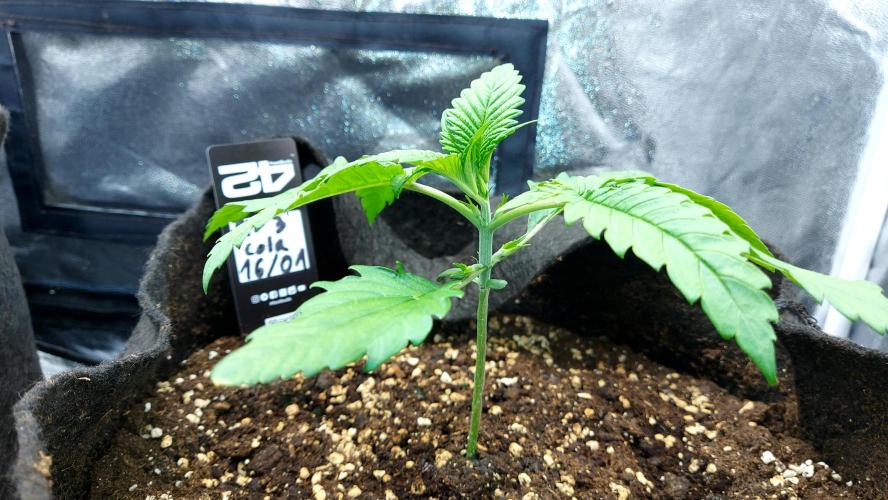 RF3 CHERY COLA. Week 3 - plante 1