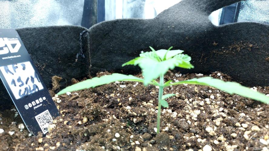 RF3 CHERY COLA. Week 3 - plante 2