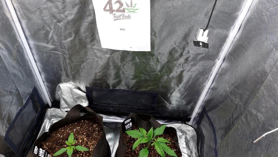 RF3 CHERY COLA. Week 3