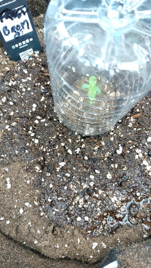 WHAM BOOM 2 AUTOFLORAISON. Week 0 - protection arrosage 