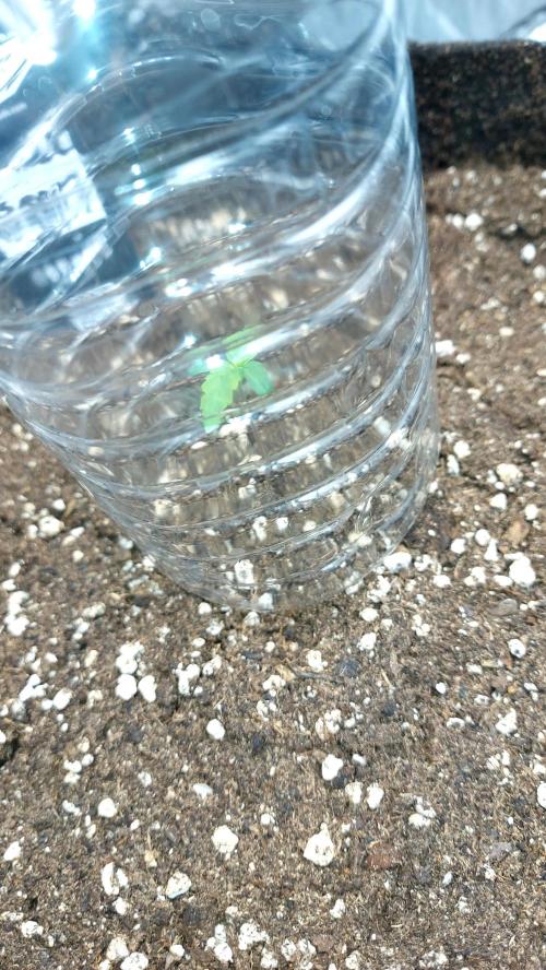 WHAM BOOM 2 AUTOFLORAISON. Week 0