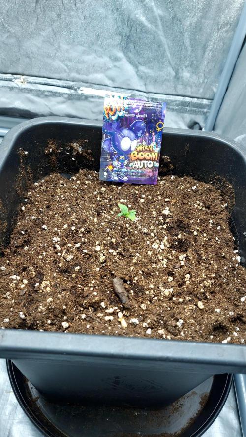 wham boom auto 1. Week 1 - 8 jours