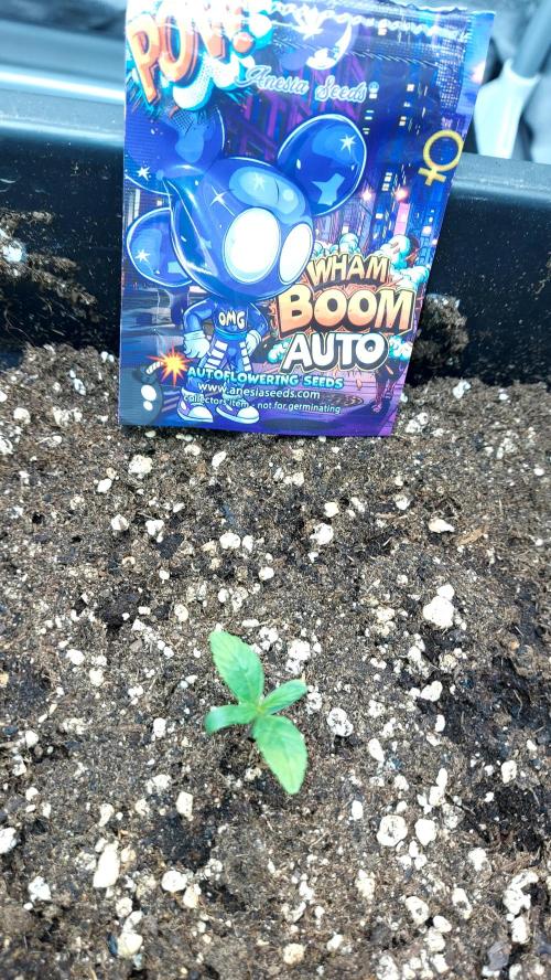 wham boom auto 1. Week 1 - 8 jours