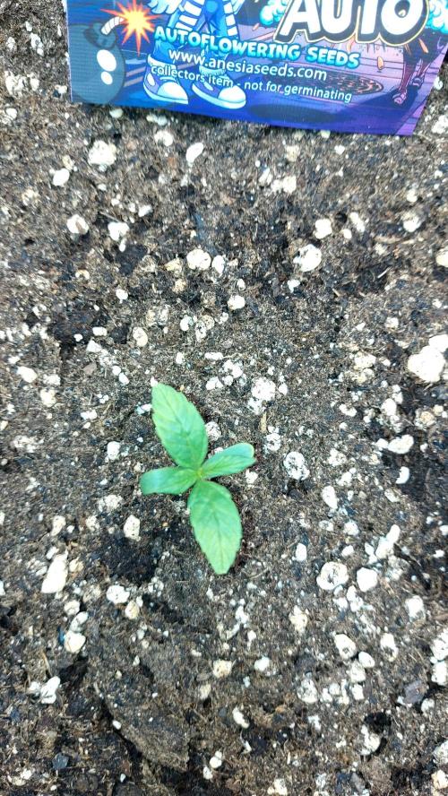 wham boom auto 1. Week 1 - 8 jours