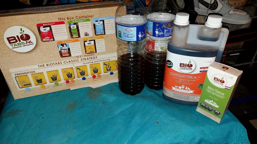 WHAM BOOM 2 AUTOFLORAISON. Week 1