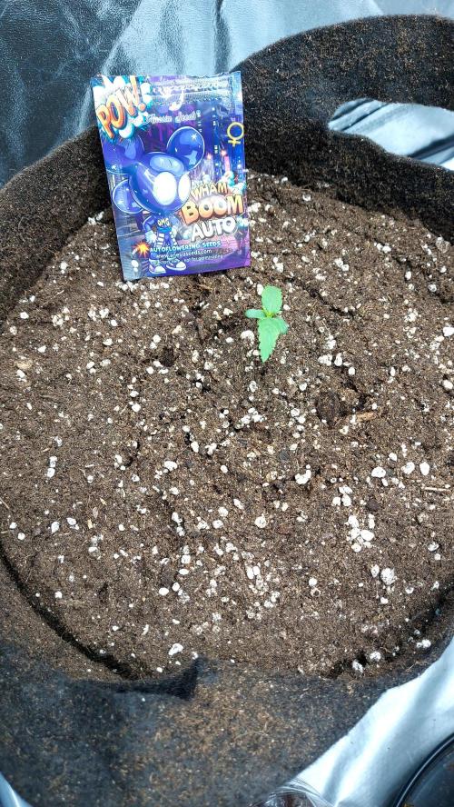 WHAM BOOM 2 AUTOFLORAISON. Week 1