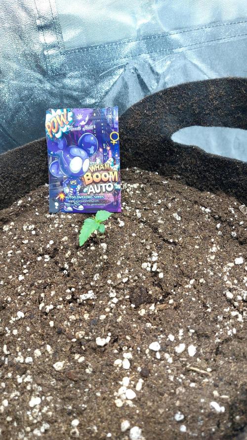 WHAM BOOM 2 AUTOFLORAISON. Week 1