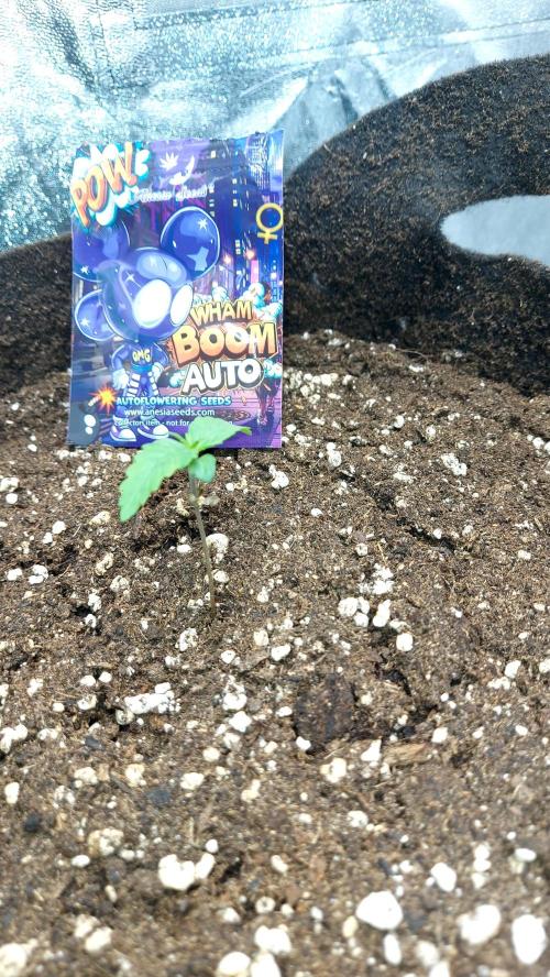 WHAM BOOM 2 AUTOFLORAISON. Week 1