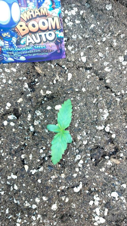 WHAM BOOM 2 AUTOFLORAISON. Week 1