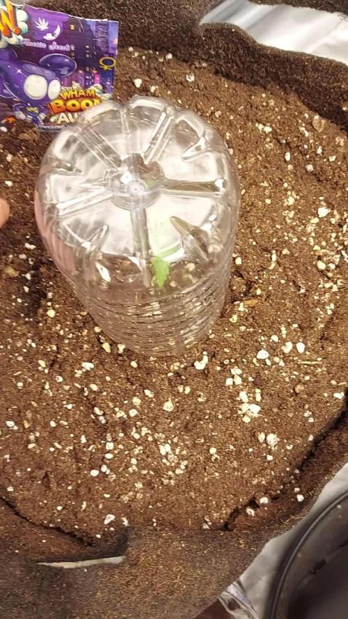 WHAM BOOM 2 AUTOFLORAISON