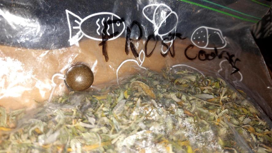 frost banger. Week 8 - feuilles uniquement 