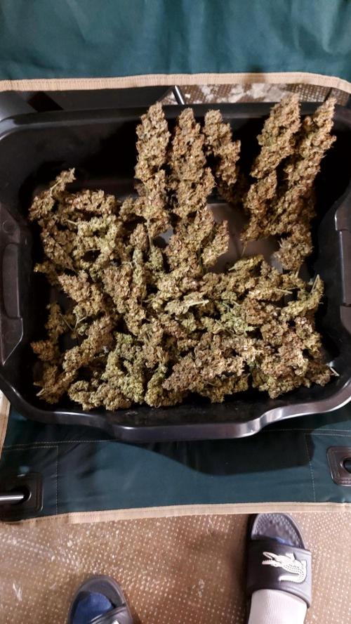 frost banger. Week 10