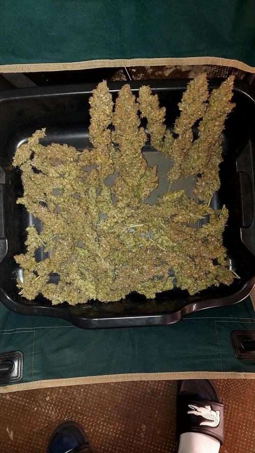 frost banger. Week 10