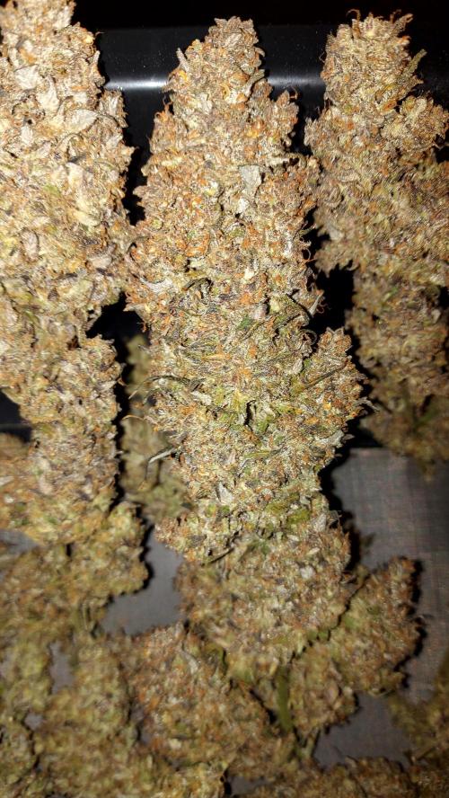 frost banger. Week 10