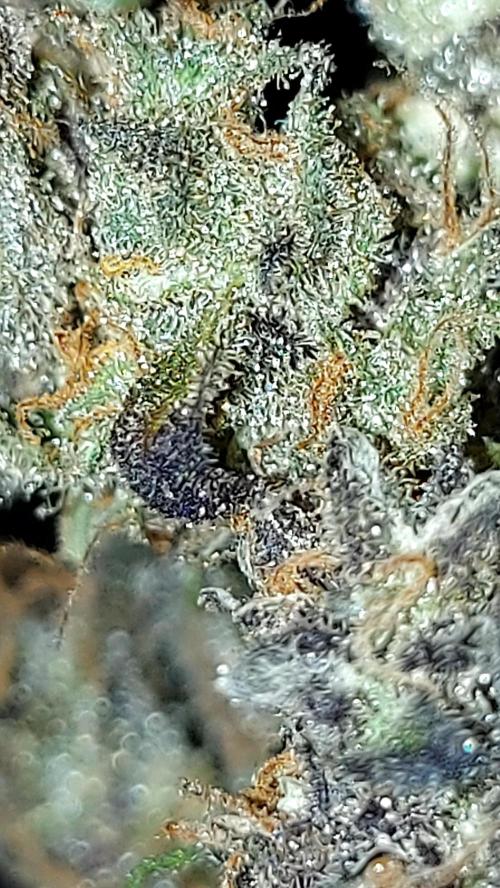 frost banger. Week 10