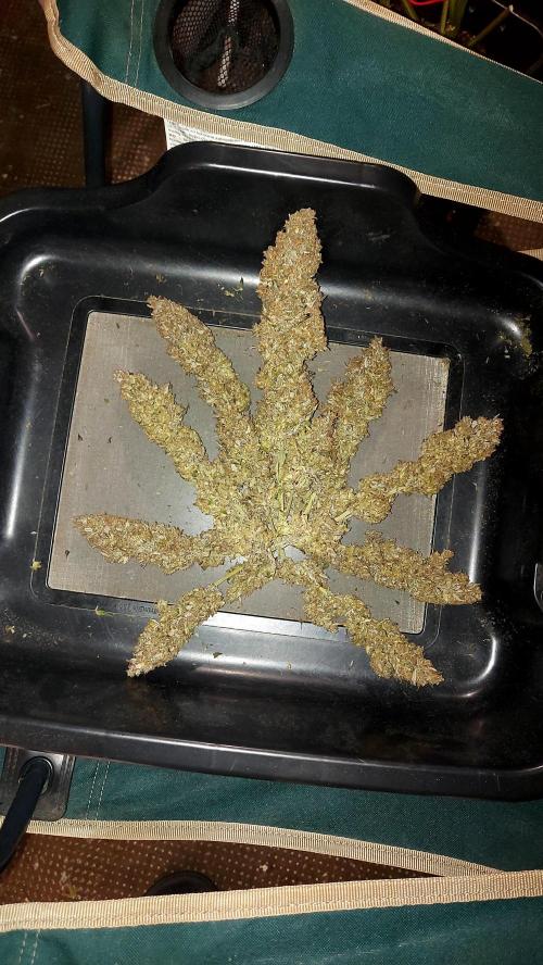 frost banger. Week 10