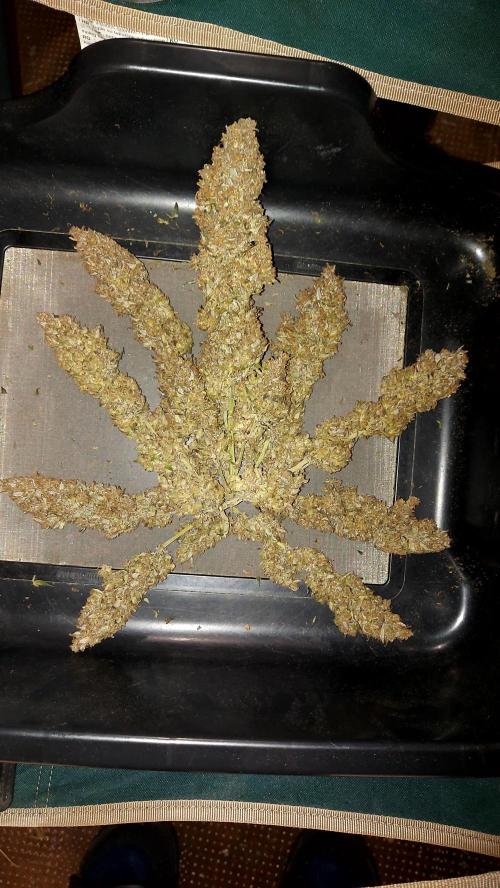 frost banger. Week 10