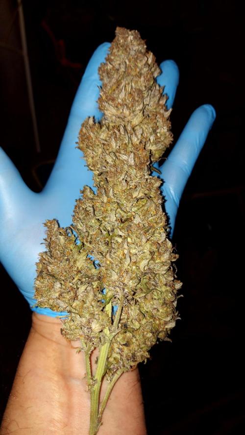 frost banger. Week 10