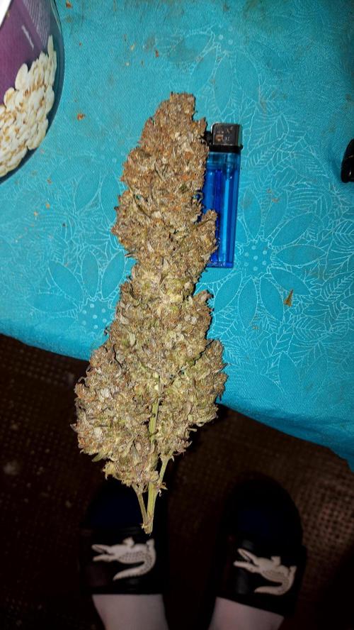 frost banger. Week 10